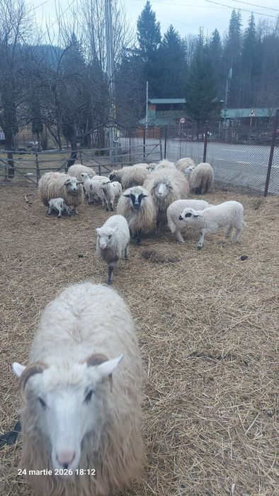 Oile si mei sunt de vânzare