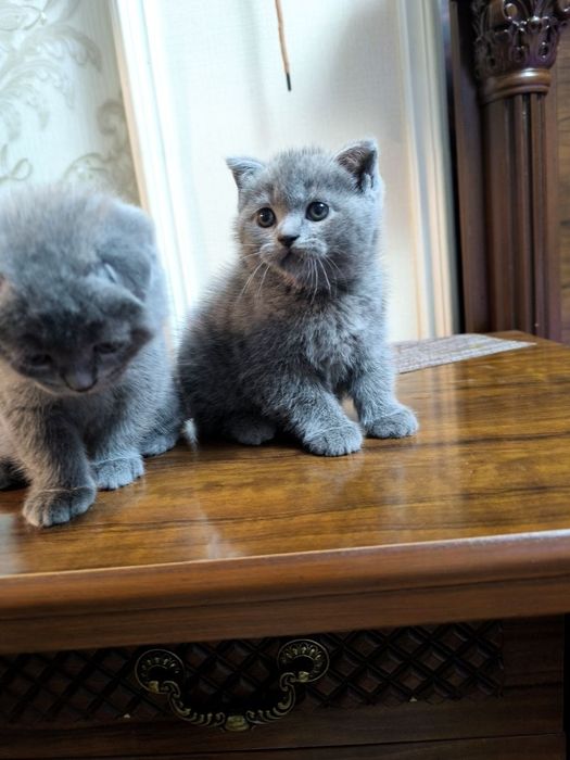 Toza zotli narhi kelishiladi