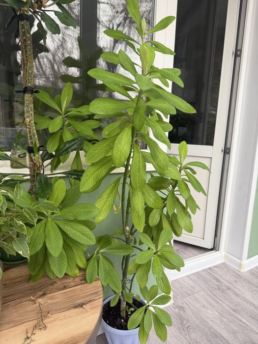 Молочай Гранта (срез)