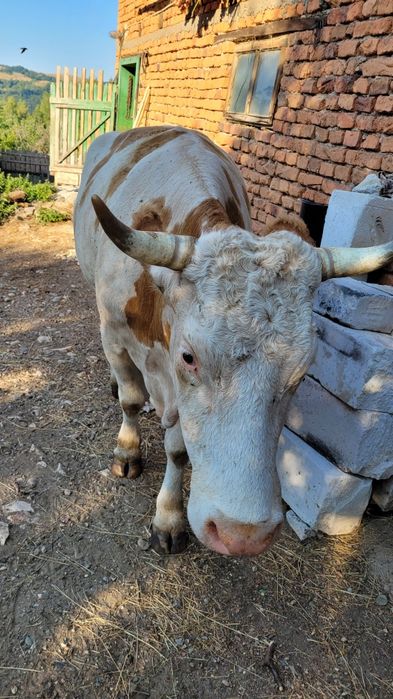 Vaca tanara gestanta