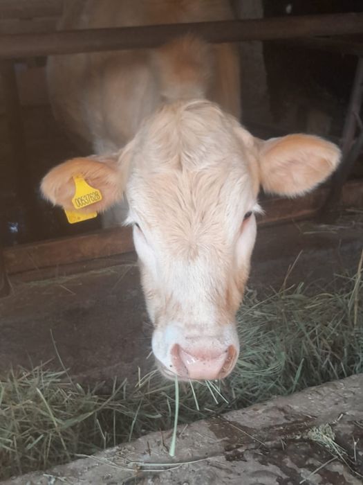 Продаётся жирный тёлка