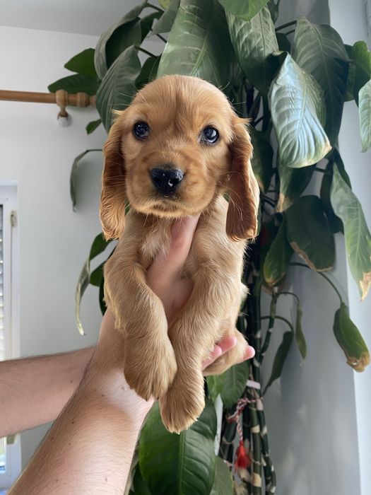 Cocker Spaniel baiat