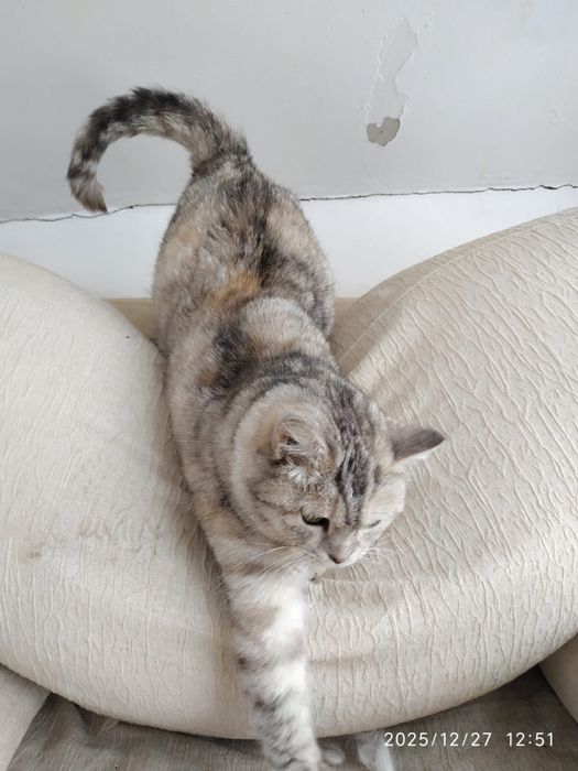 Невероятно красивая кошка ищет хозяев