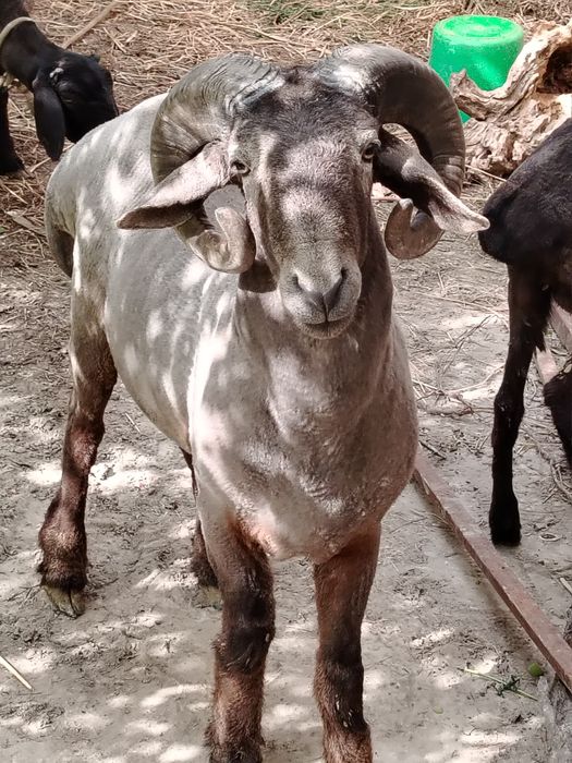 Jangara 2yoshar sotiladi