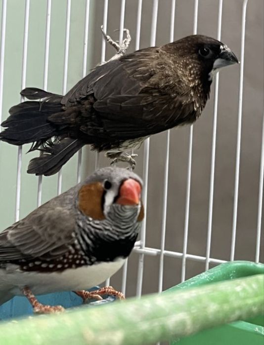 tayyor amadinka pari kanareykaga alishaman