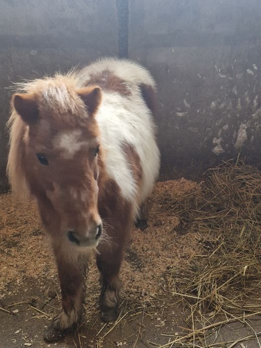 Пони шарено женско