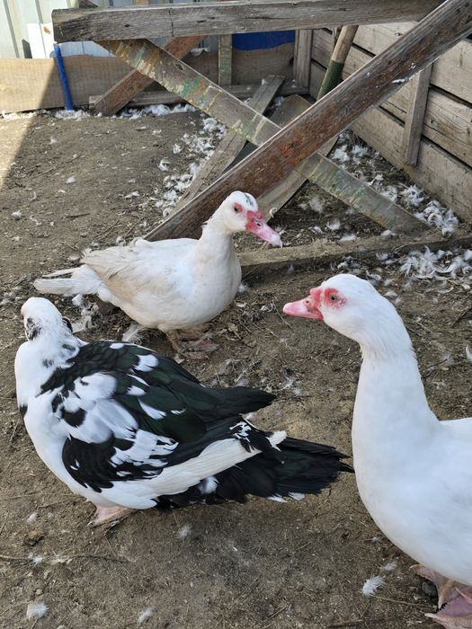 Продам! Индоутки!