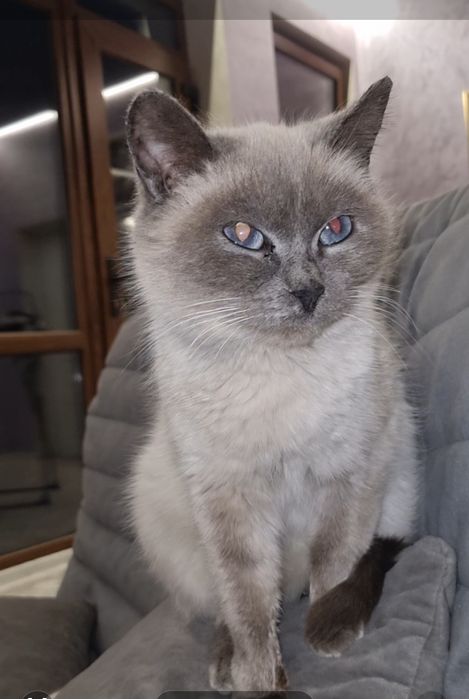 Луна ищет мампап. Доставлю!