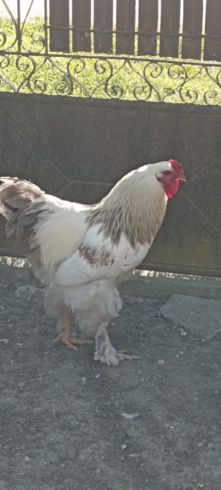 Cocoși Brahma și Frezat