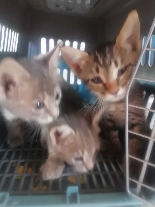 Котята 1.5 месяцев