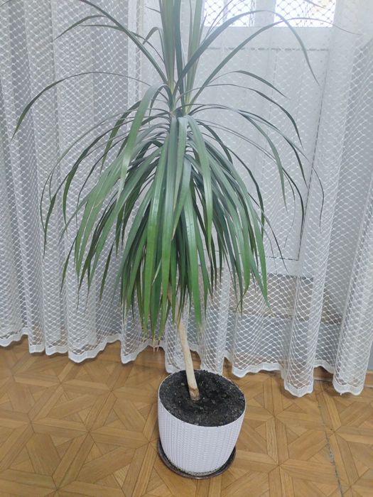 Продам цветы 5000 тг