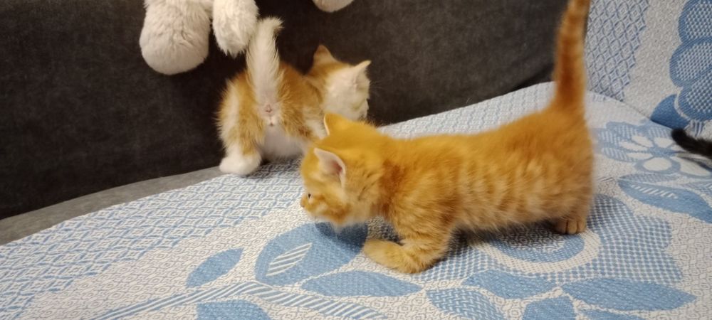 срочно отдадим котят