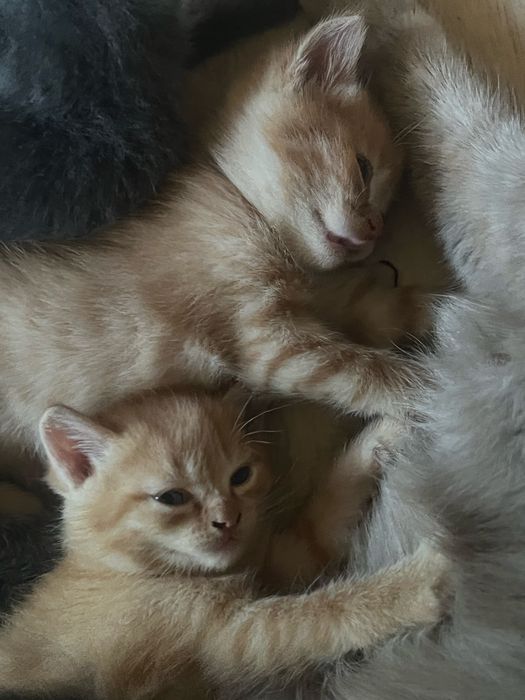 Отдам котят, даром котята