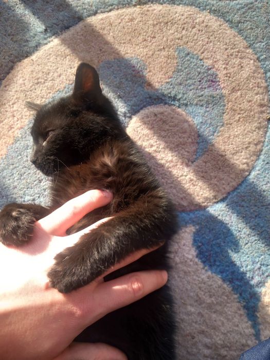 Donez animalut pisic(mai am inca 2)