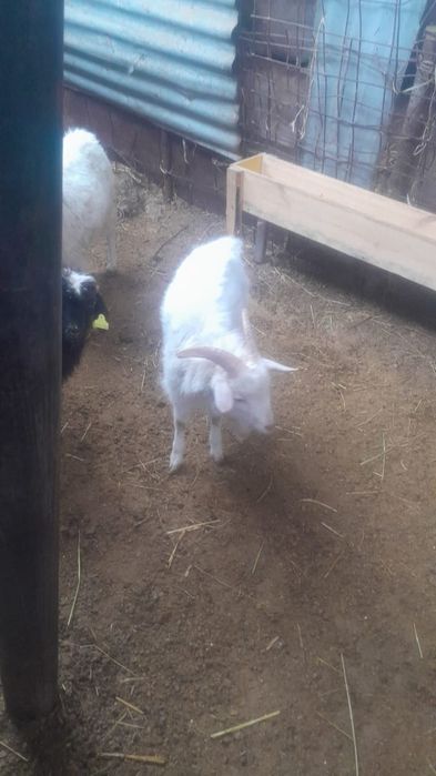 Лақ,ешкі сатылады