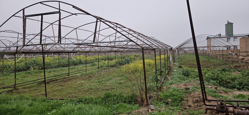 теплица 3 гектар жой ижарага берилади