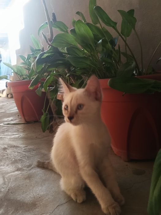 Ona mushuk bolalari bilan