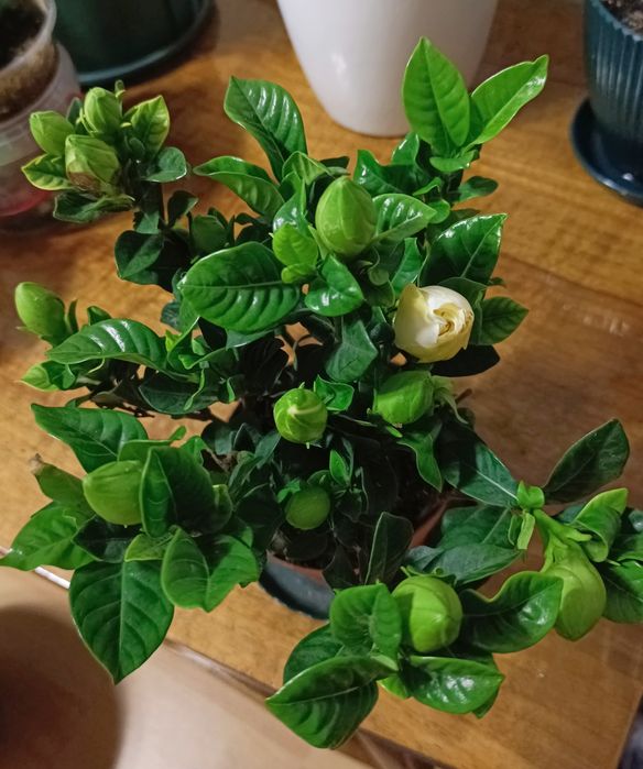 Гардения жасмновидная.