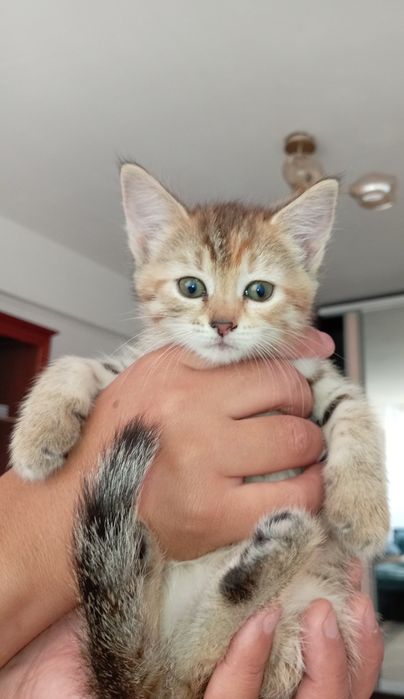 Котенок в добрые руки