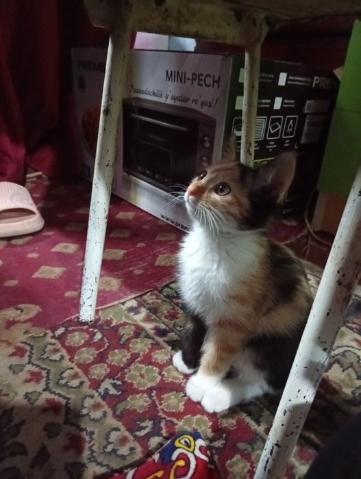 Красивые котятки трехцветные