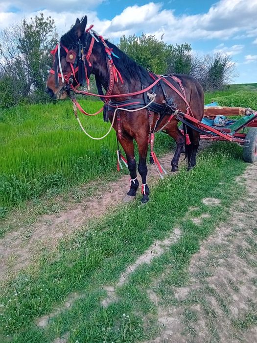 Iapă trapasă garantată