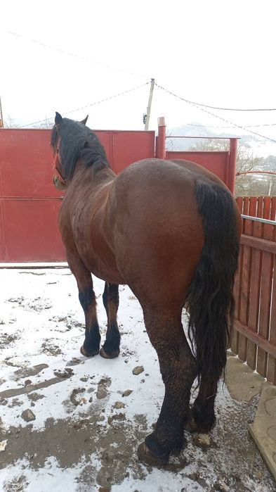 Vând armăsar vârsta 3 ani