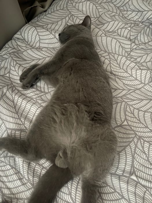 Кот британец для вяки