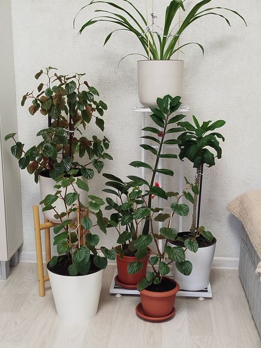 Комнатные растения.