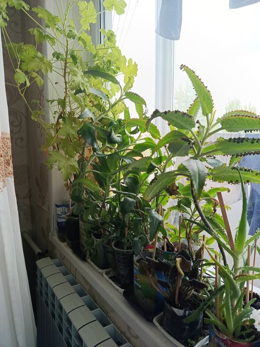 Продам КОЛАНХОЭ лечебное коланхое