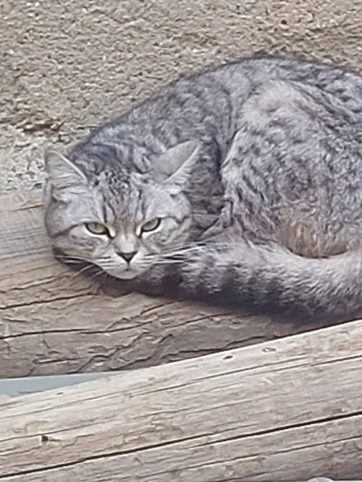Бесплатно отдаем кота