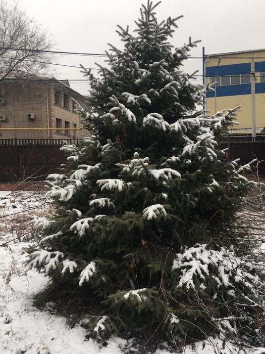 Продам срочно елку 300см