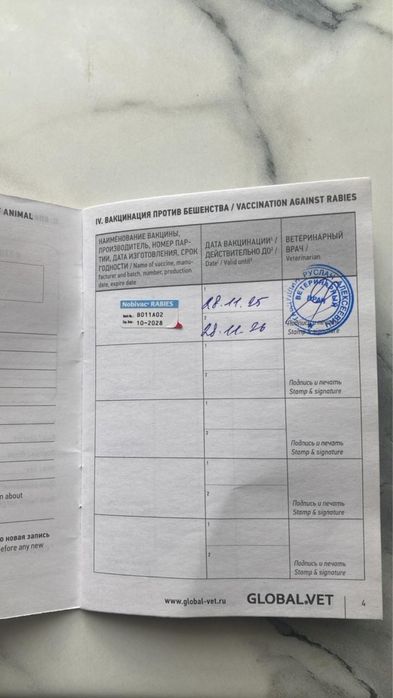 Продаю кошку шотланку