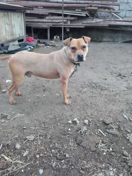 Pidbul kuchuk sotiladi xali bola