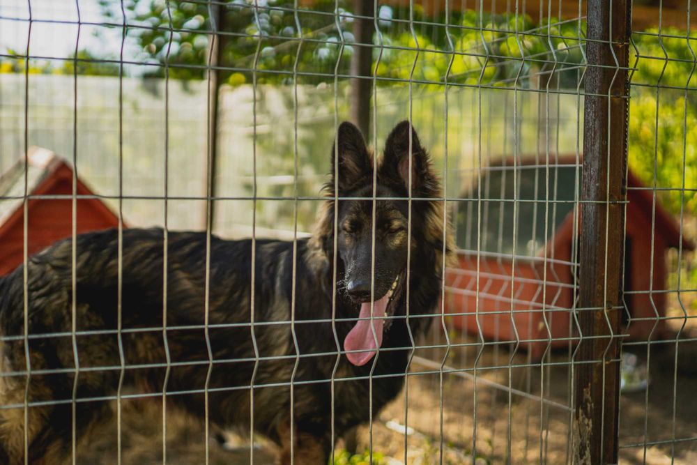 pensiune canina pentru vacanta