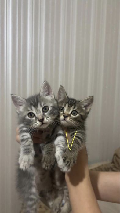 Продаются шотландские котята