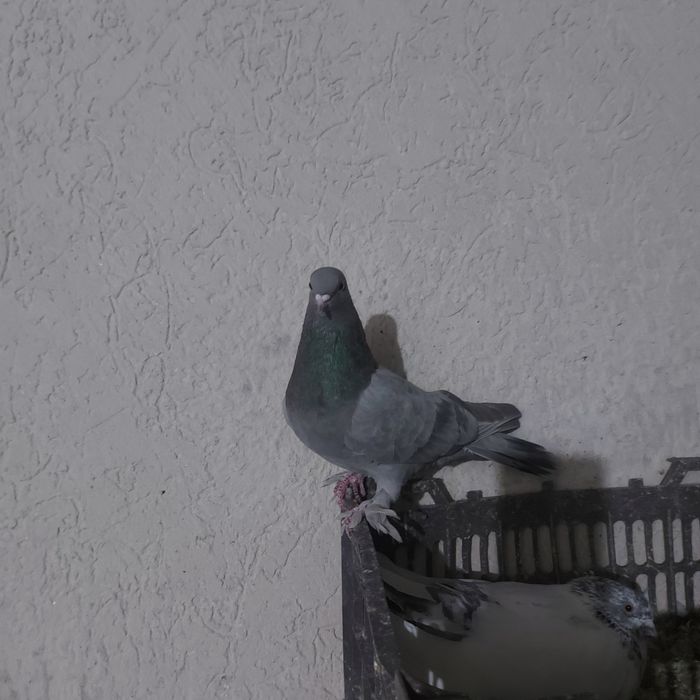 Бухар арап лет бой тяга гарантия