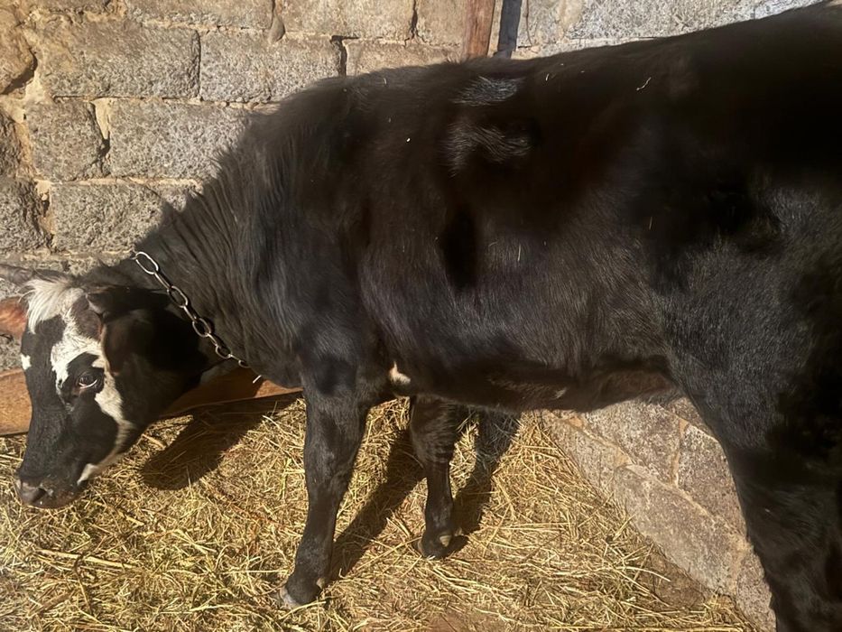 Тайынша сатылат союга малдануга