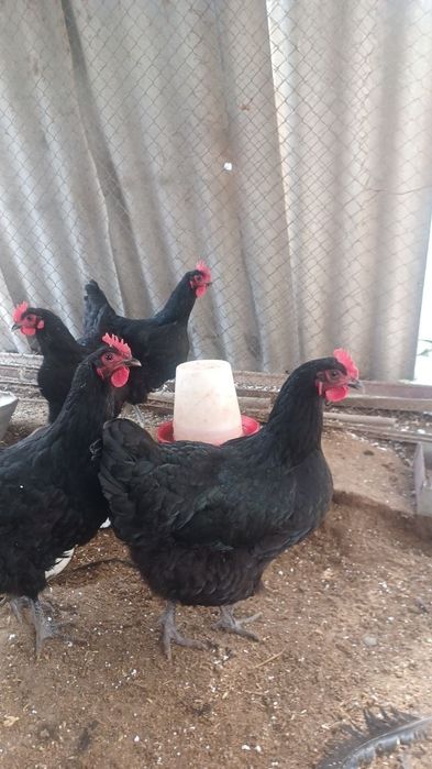 Qora shagzoda jojalar va tuxumlar