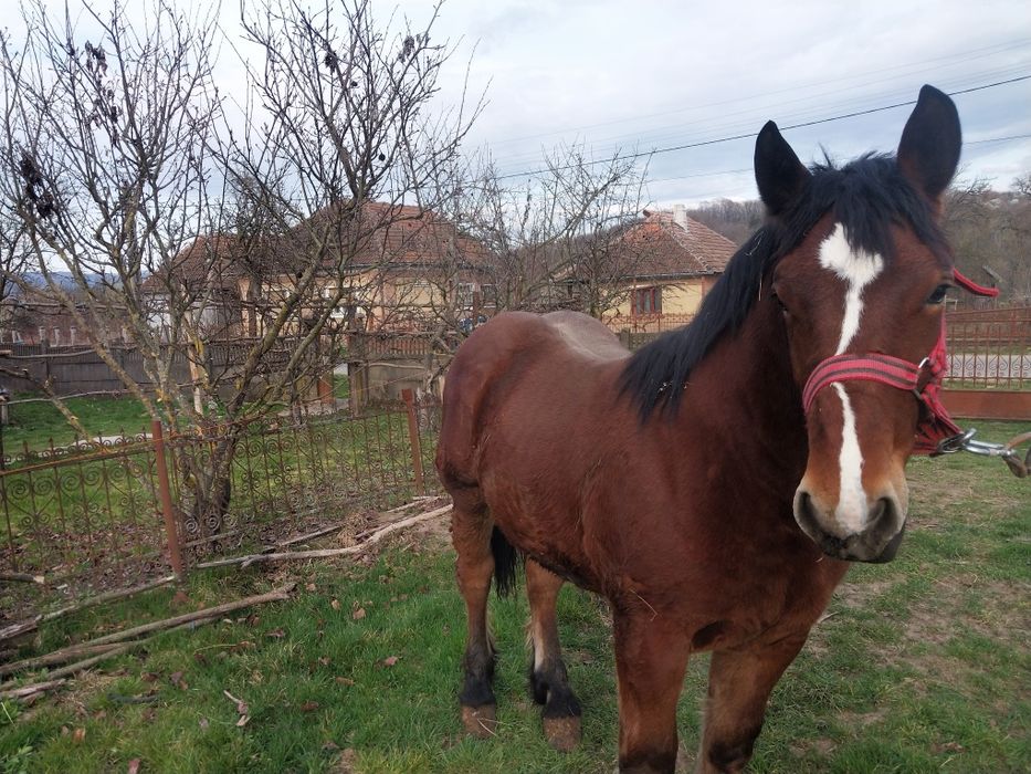 Schimb armasar de Un an si o luna