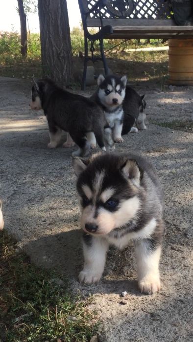 Пять красоток хаски