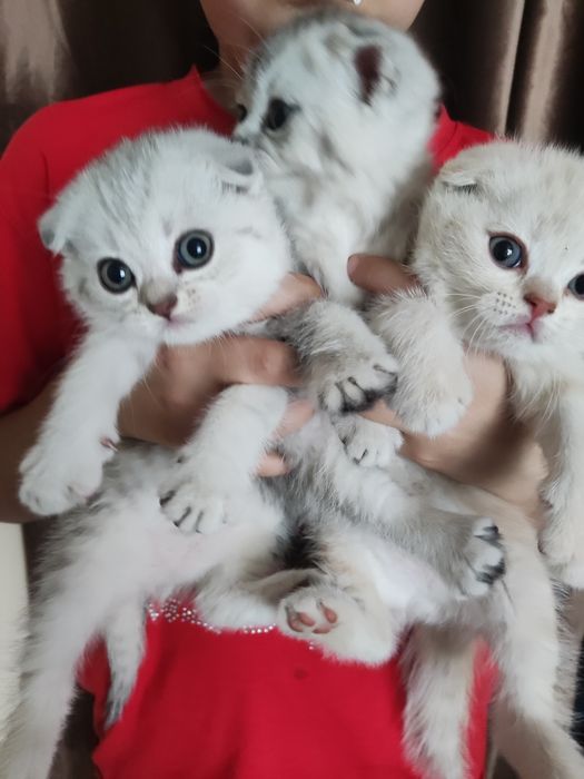 Продаются чистокровные котята