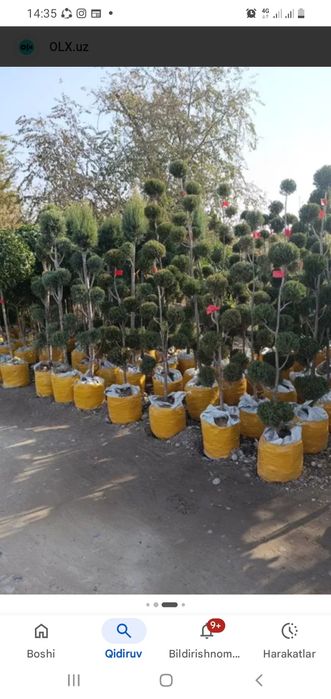 Dekarativniy daraxt va gullar ekib berish xizmati ko'rsatiladi.
