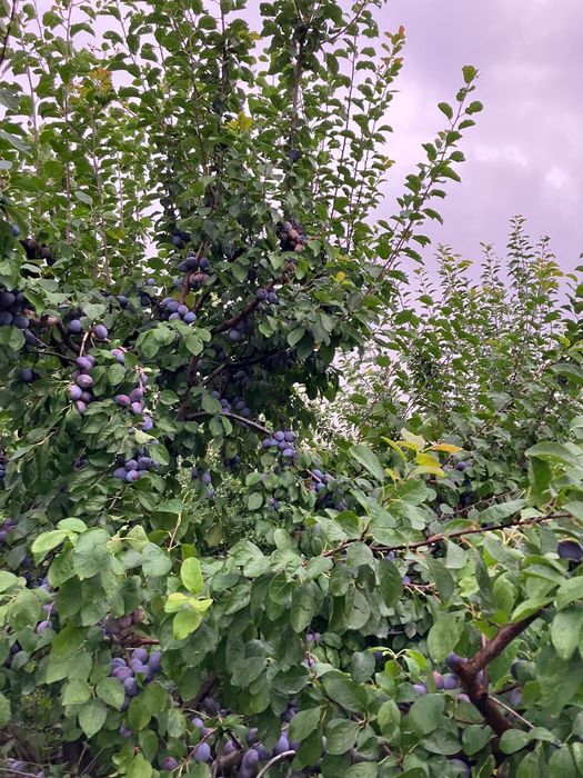 Prune de vânzare CENTENAR