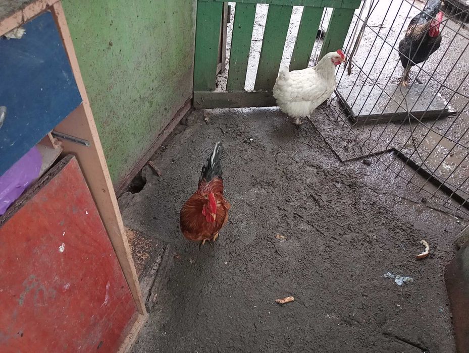 Vând 3 cocosi americani 7 luni