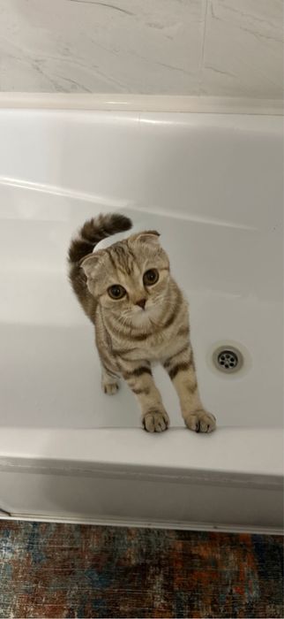 Вислоухая шотландская кошка