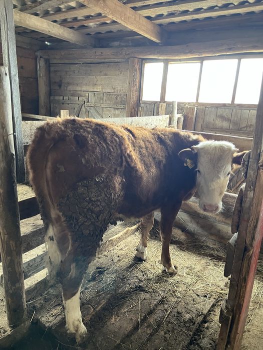 15 бас бұқашық пен қашар , откорм