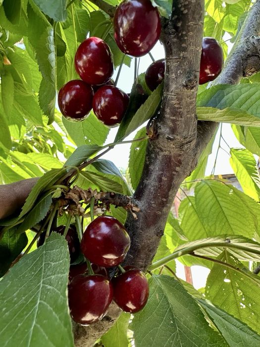 Продаётся земля 6-7 соток в Газалкенте