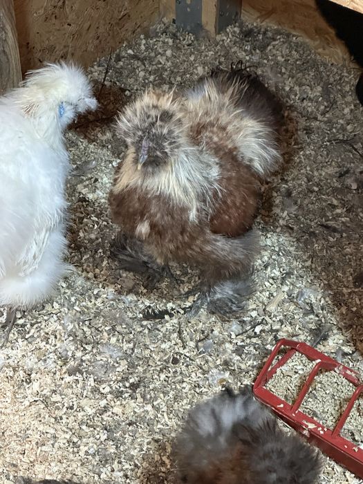 Matase Japoneza Cocos 3-4 luni