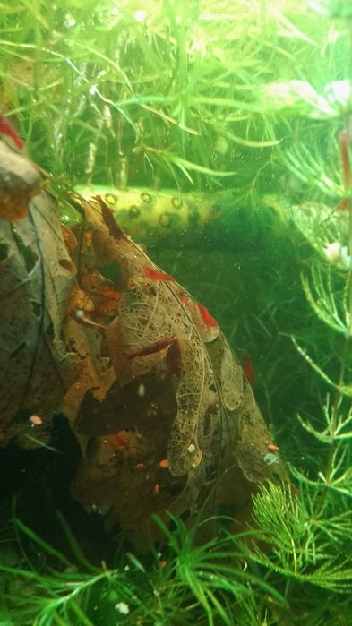 Creveti Black ( negru intens), Red Sakura , Yellow, Green Jade.