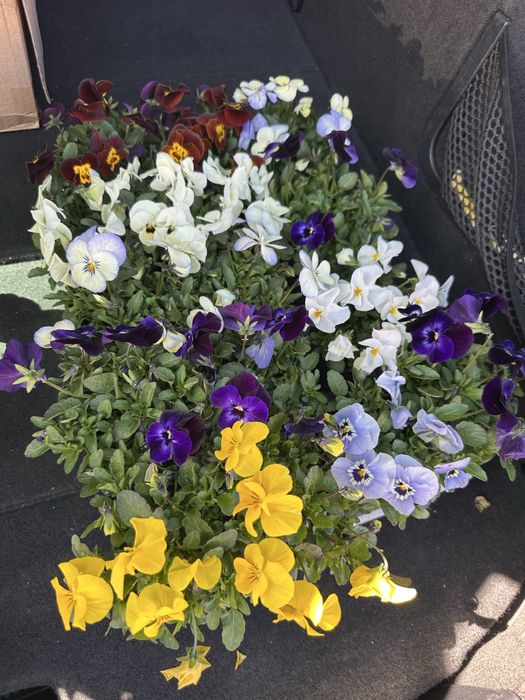 Градински цветя за украса на двора